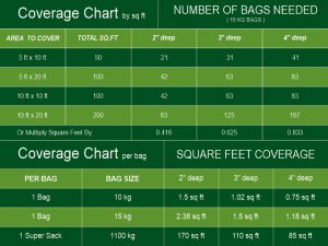 Stone Stories Dharmendra